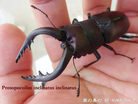■壱岐ノコWD & 壱岐カブトと本土ノコ(対馬産) & トクノシマノコ羽化 & 佐賀ノコ展足 & 蝶
