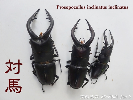 ■壱岐ノコWD & 壱岐カブトと本土ノコ(対馬産) & トクノシマノコ羽化 & 佐賀ノコ展足 & 蝶