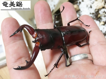 ■ネパールアンテ & オキノコ羽化 & アマノコ羽化 & 佐賀ノコ展足 & レテノールモルフォ