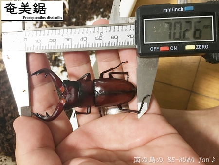 ■ネパールアンテ & オキノコ羽化 & アマノコ羽化 & 佐賀ノコ展足 & レテノールモルフォ