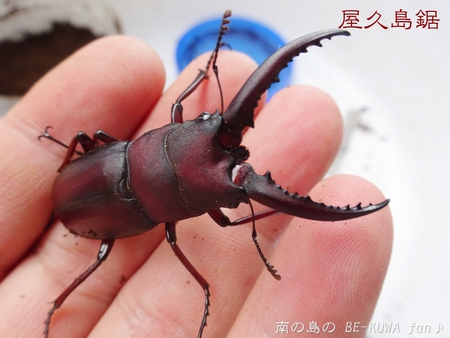 ■モウホツヤエレガンス & 羽化個体いくつか & ウガン・リュウキュウオオ &　ペレメタ蛹化　など
