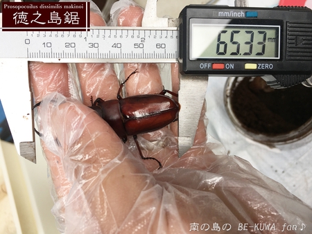 ■Bハスタート & トクノシマノコ羽化 & ヒメミヤマ羽化 & ウガン &　アマノコ蛹化 & ノコギリ標本