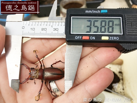 ■Bハスタート & トクノシマノコ羽化 & ヒメミヤマ羽化 & ウガン &　アマノコ蛹化 & ノコギリ標本