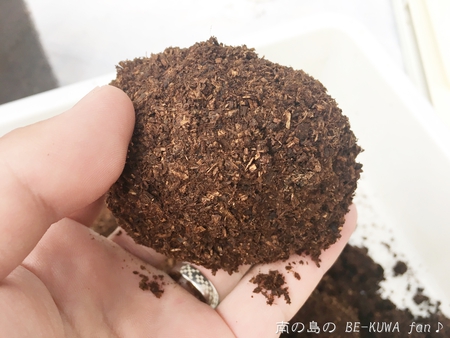 ■Bハスタート & トクノシマノコ羽化 & ヒメミヤマ羽化 & ウガン &　アマノコ蛹化 & ノコギリ標本