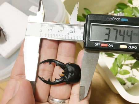 ■2017年目標結果報告 & 思い出の採集個体・飼育個体