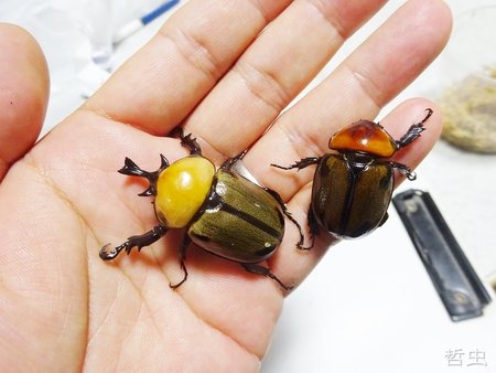 ◆ヨツボシヒナ & アマノコ♀45 & ナミエシロチョウ & ゴライアス美個体