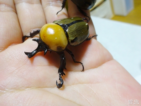◆ヨツボシヒナ & アマノコ♀45 & ナミエシロチョウ & ゴライアス美個体