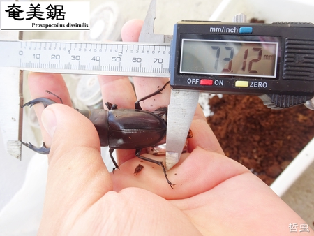 ◆プラチナコガネ & ウガン・メンガタ・アマノコ幼虫 & アマノコ・国産ミヤマ羽化 & 佐賀ノコ標本