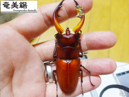 ◆プラチナコガネ & ウガン・メンガタ・アマノコ幼虫 & アマノコ・国産ミヤマ羽化 & 佐賀ノコ標本