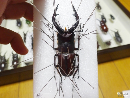 ◆プラチナコガネ & ウガン・メンガタ・アマノコ幼虫 & アマノコ・国産ミヤマ羽化 & 佐賀ノコ標本