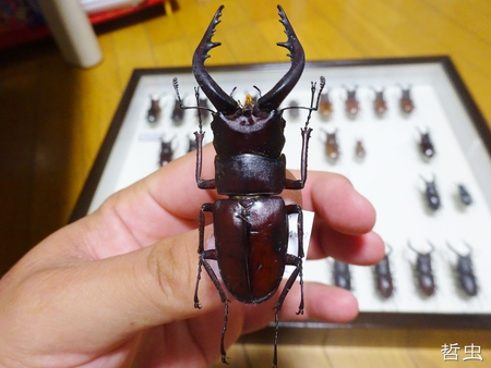 ◆プラチナコガネ & ウガン・メンガタ・アマノコ幼虫 & アマノコ・国産ミヤマ羽化 & 佐賀ノコ標本