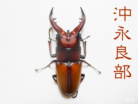 ◆オキノエラブノコ & トカラノコ & アンタエウス（ネパール）