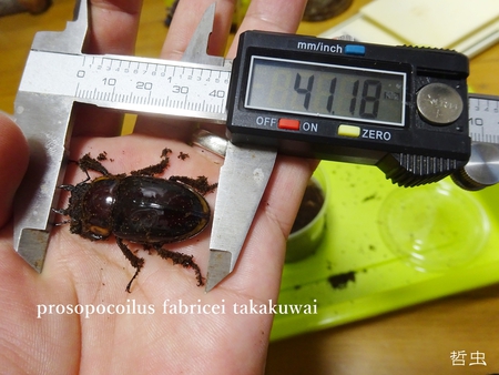 ◆牙長 & ファブリーズタカクワイ & キヨタミ♀ & ゴライアス標本♀