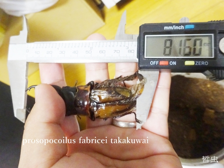 ◆2018年目標結果報告 & 思い出の採集個体・飼育個体