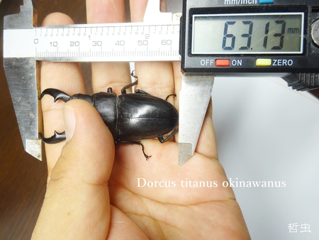 ◆2018年目標結果報告 & 思い出の採集個体・飼育個体