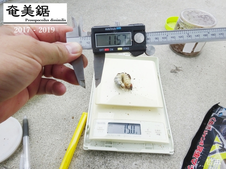 ◇2019クワガタ目標 & メンガタメリー & フォルスターキヨタミ & アマノコ・オキノコ・オキヒラ ◇2019クワガタ目標 & メンガタメリー & フォルスターキヨタミ & アマノコ・オキノコ・オキヒラ