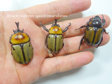 ◇ヨツボシヒナカブト & サタン & 沖縄ヒラタ & 沖縄ノコギリ ◇ヨツボシヒナカブト & サタン & 沖縄ヒラタ & 沖縄ノコギリ