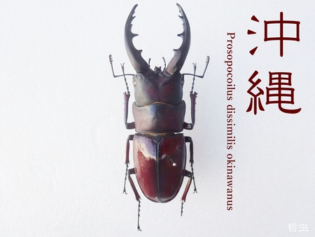 ◇2019年目標結果報告 & 思い出の採集個体・飼育個体