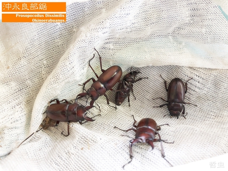 ◇2019年目標結果報告 & 思い出の採集個体・飼育個体
