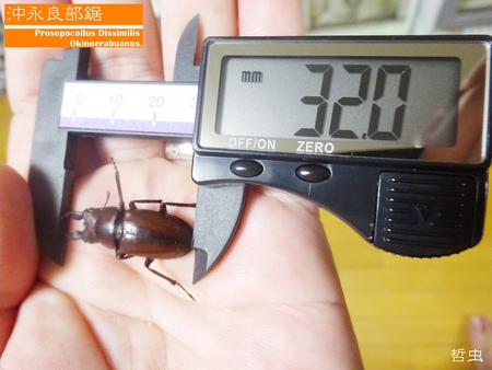 ◇2019年目標結果報告 & 思い出の採集個体・飼育個体