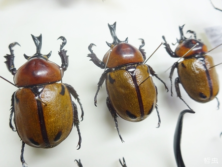 ★トゲムネキバカミキリ & オオウスチャハナムグリ & 茶系虫標本箱メンバー