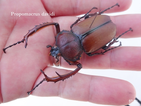 ★ダビィドテナガコガネ & 茶系標本箱メンバー & 沖縄のカブト、クワガタの標本箱