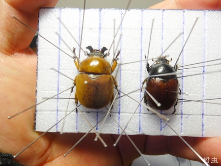 ★ダビィドテナガコガネ & 茶系標本箱メンバー & 沖縄のカブト、クワガタの標本箱