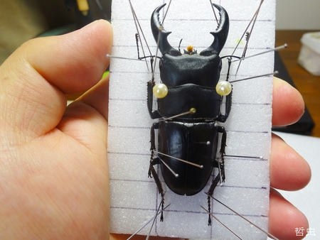 ★ダビィドテナガコガネ & 茶系標本箱メンバー & 沖縄のカブト、クワガタの標本箱