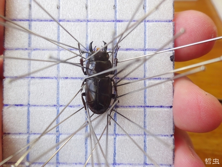 ★ダビィドテナガコガネ & 茶系標本箱メンバー & 沖縄のカブト、クワガタの標本箱