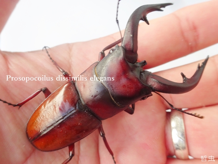 ★トカラノコギリ悪石島・中之島 & ヤマトカブト赤 & オキノコ採集 & オキカブ蛹化 & スマトラヒラタ