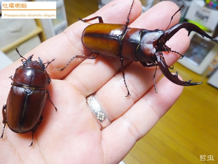 ★トカラノコギリ悪石島・中之島 & ヤマトカブト赤 & オキノコ採集 & オキカブ蛹化 & スマトラヒラタ