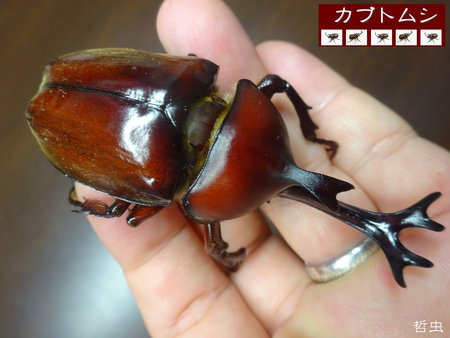 ★トカラノコギリ悪石島・中之島 & ヤマトカブト赤 & オキノコ採集 & オキカブ蛹化 & スマトラヒラタ