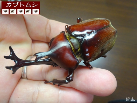 ★トカラノコギリ悪石島・中之島 & ヤマトカブト赤 & オキノコ採集 & オキカブ蛹化 & スマトラヒラタ