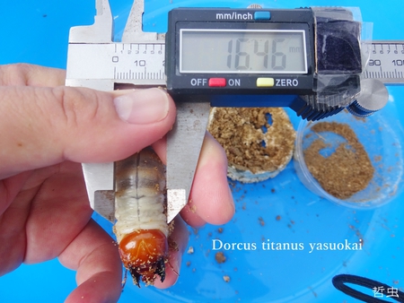 ★トカラノコギリ悪石島・中之島 & ヤマトカブト赤 & オキノコ採集 & オキカブ蛹化 & スマトラヒラタ