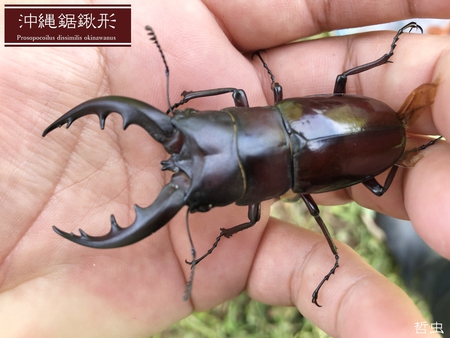 ★採集オキナワノコギリ自己記録更新 & アマミノコギリWILD2020 & 産卵セットノコギリ国産種色々 ★採集オキナワノコギリ自己記録更新 & アマミノコギリWILD2020 & 産卵セットノコギリ国産種色々