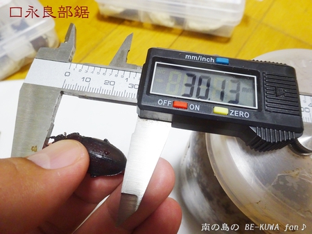 ●2015年 & 思い出の採集個体 & 思い出の飼育個体
