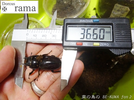 ●2015年 & 思い出の採集個体 & 思い出の飼育個体