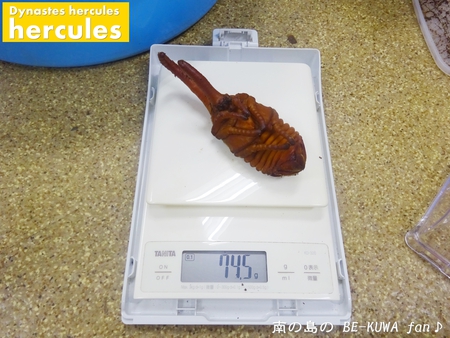 ●2015年 & 思い出の採集個体 & 思い出の飼育個体