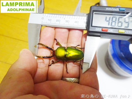 ●2015年 & 思い出の採集個体 & 思い出の飼育個体