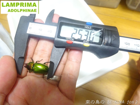 ●2015年 & 思い出の採集個体 & 思い出の飼育個体