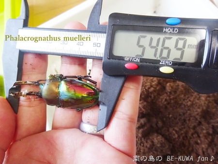 ●2015年 & 思い出の採集個体 & 思い出の飼育個体