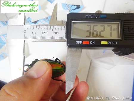 ●2015年 & 思い出の採集個体 & 思い出の飼育個体