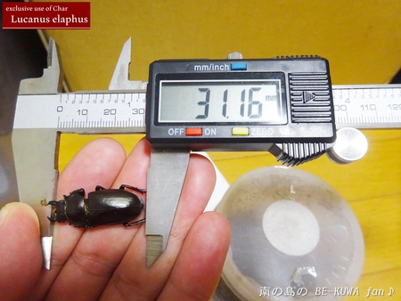 ●2015年 & 思い出の採集個体 & 思い出の飼育個体