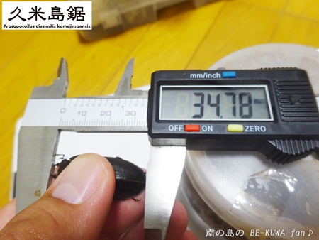 ●2015年 & 思い出の採集個体 & 思い出の飼育個体