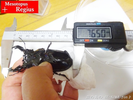 ●2015年 & 思い出の採集個体 & 思い出の飼育個体
