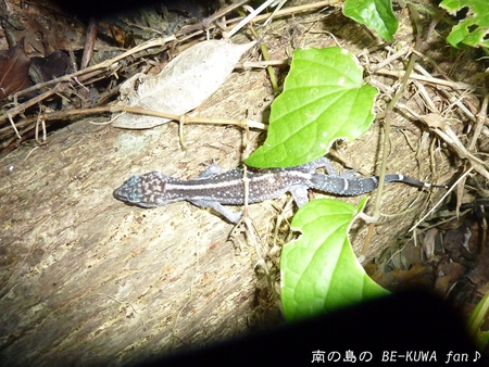★夏の思い出 & スレノコ & チビマンディ
