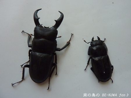 ★夏の思い出 & スレノコ & チビマンディ