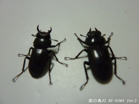 ★夏の思い出 & スレノコ & チビマンディ