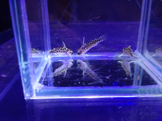 アクアプロスタイル ビリーバー 小型ナマズ