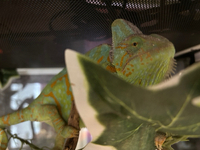 よく食べます